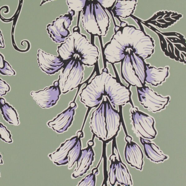 Wisteria