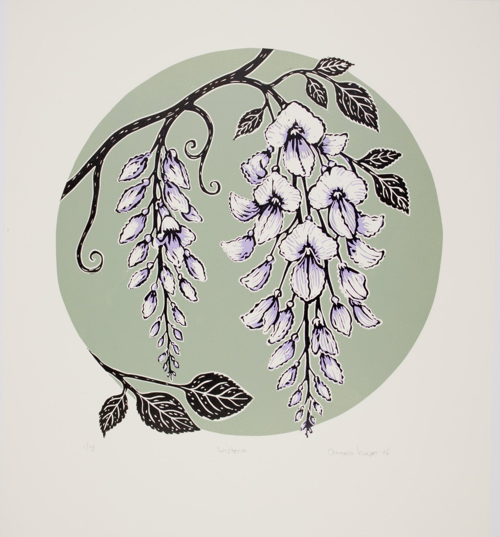 Wisteria