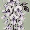 Wisteria