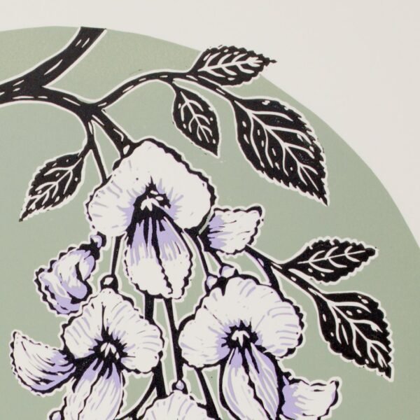 Wisteria