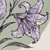 Lilium