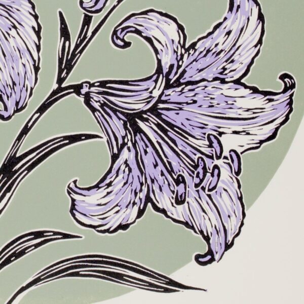 Lilium