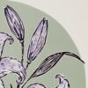 Lilium