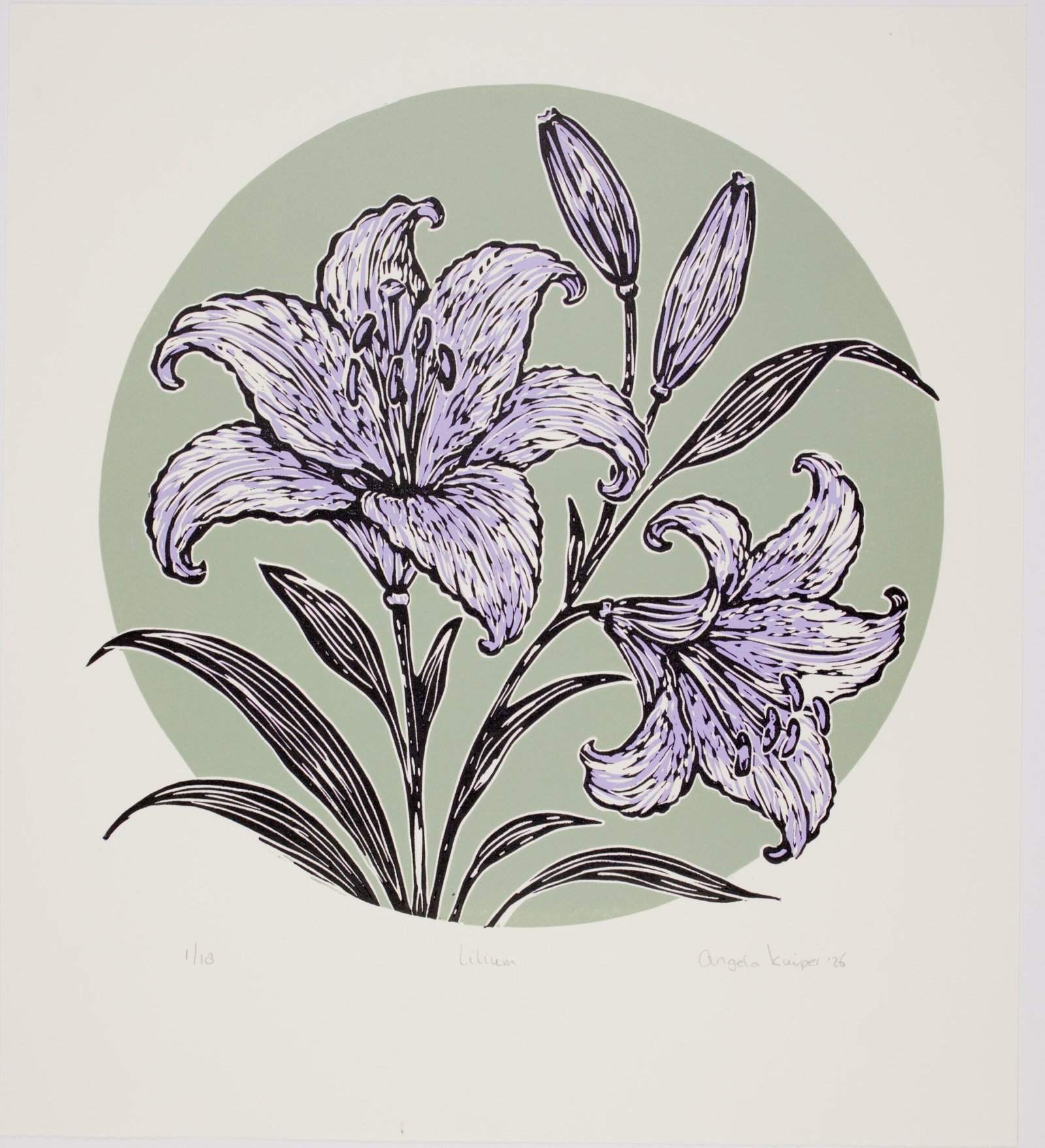Lilium