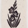 Gladiolus - 3 paper types