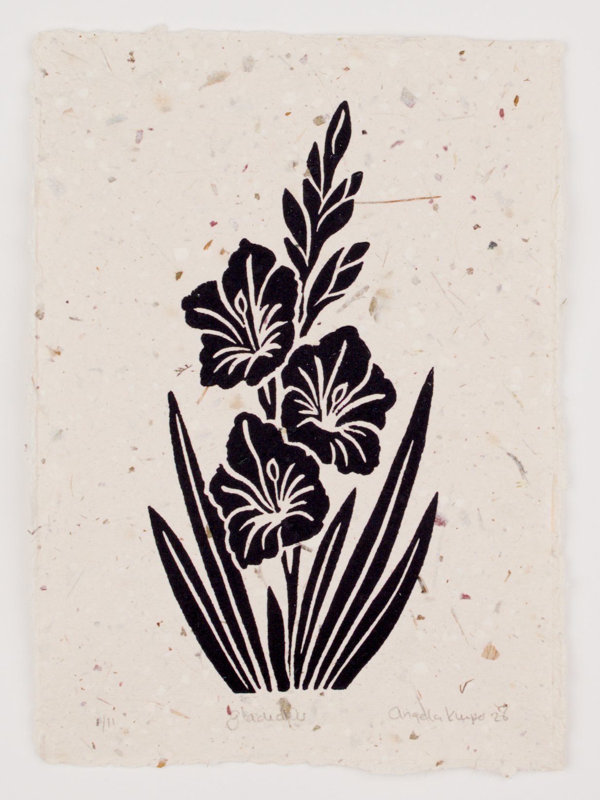 Gladiolus - 3 paper types